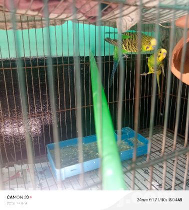 বাজরা পাখি